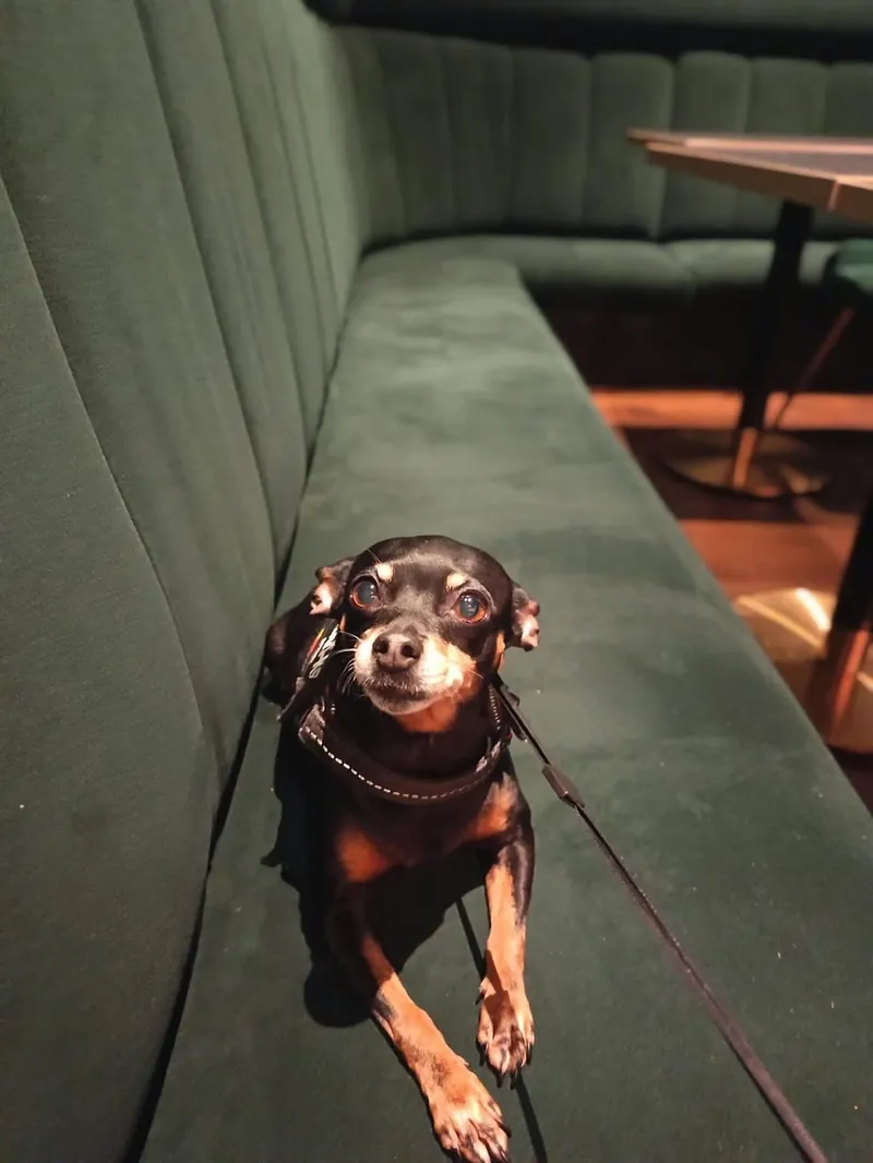 Dog-friendly Oliver's